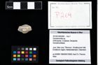 Foto (Objekt + Etikett) von Goniodromites sp.  (NHMW-GEO-2014-0194-0269)